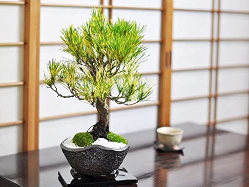 Amazon.co.jp: 盆栽妙 盆栽 蛇の目松 : DIY・工具・ガーデン