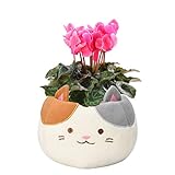 花のギフト社 シクラメン シクラメン花 プレゼント ギフト ガーデンシクラメン 花 シクラメン鉢植え