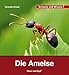 Produktbild Die Ameise: Schauen und Wissen!