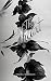 The Heart (The Siren Series Book 3)