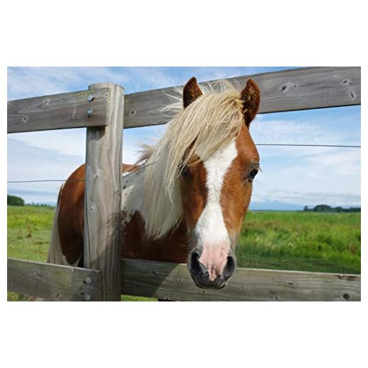 PENTAX-D FA 24-70mm F2.8 Lens