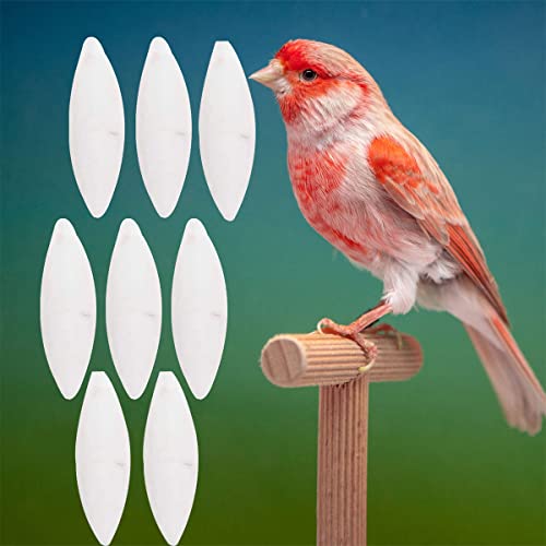 BAOSROY Hueso Sepia,Hueso Jibia,Huesos de Sepia para Pajaros,Huesos Jibia Pajaros,para Jibias Loro Masticar Caracoles Tortugas,5-7cm,8PCS