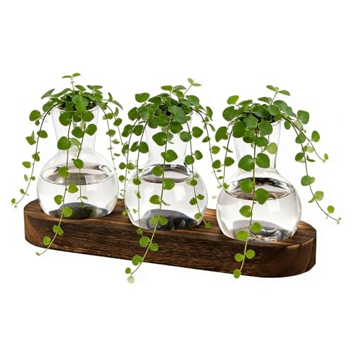 Aumento dei vasi - Radice del terrario con base in legno, esposizione di piante per interni | Scaffale decorativo moderno per libri per camera da appartamento soggiorno supporto
