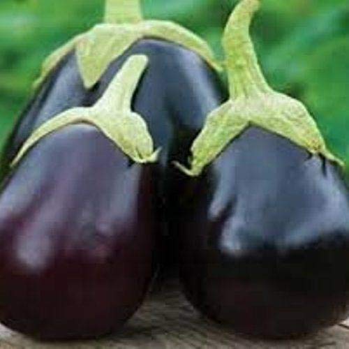 ANTIER F1 BRINJAL CRYPTON KRANTI SEEDS (AVG 30-50) SEEDS X 1 PACKET