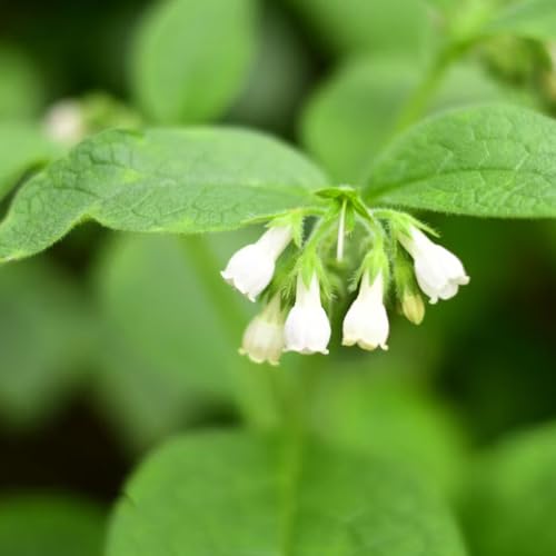 Generic - Semillas de planta de consuelda resistentes al invierno, 200pcs, para macetas y balcones, flores resistentes al invierno, indoor y outdoor