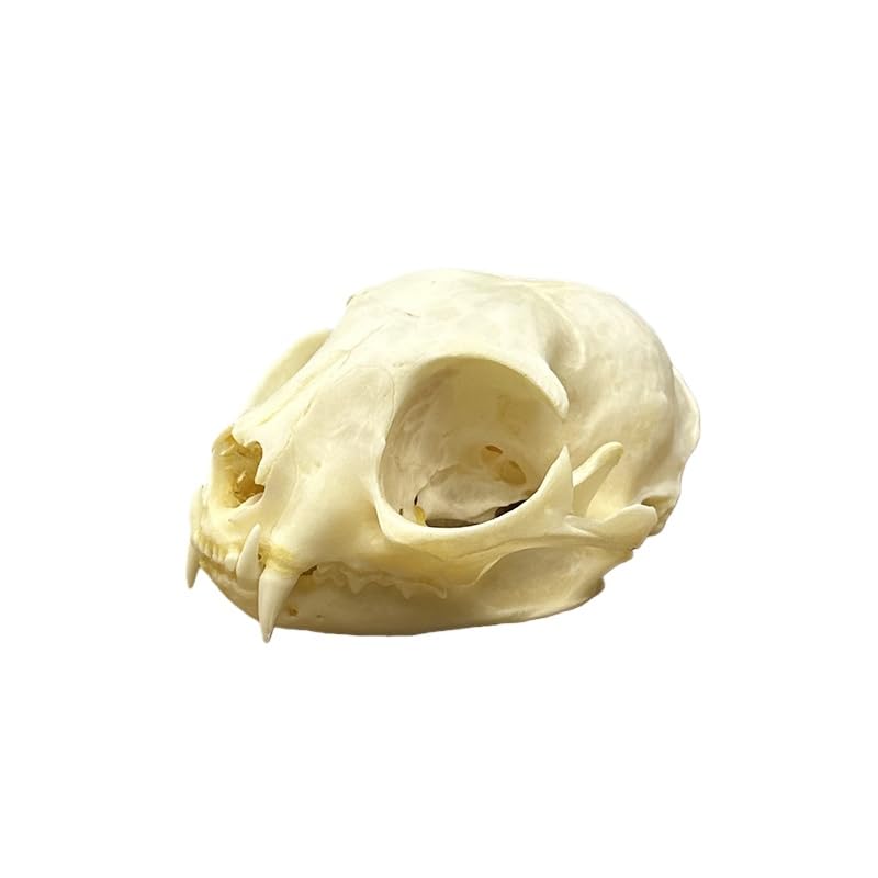 Taxidermy Real Animals Cat Skulls, Real Bones Specimen, Taxidermy Supplies for Science Education, Special Gift (1Psc Cat Skull)