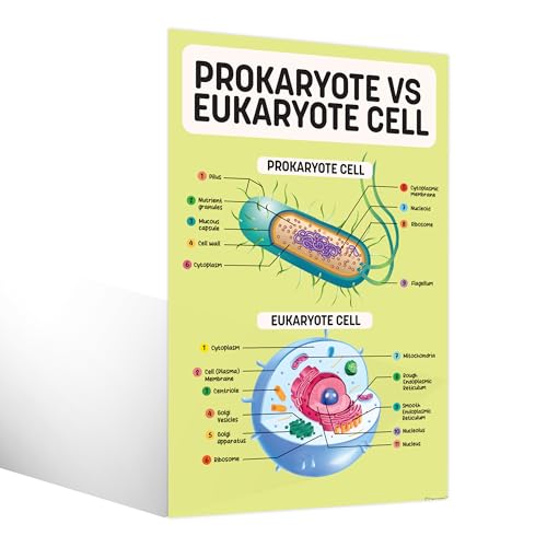 Image of Decorably 16 Biology Posters High School, Elementary Decorations | 11x17in Matte-Laminated Educational Science Learning Decor for Classroom, Hallways, Bulletin Boards, Home Study Room