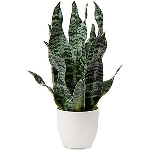 Hollyone 42CM Artificial Snake Plant for Home Decor Cover