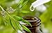 self tanners Hawaiian Botanicals Aloe Vera,Tea Tree Oil, Green Tea, Healing, Hydrating Skin Spray Large 12 oz. Bottle!