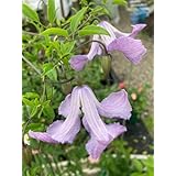 クレマチス苗 ベティーコーニング 抜き苗