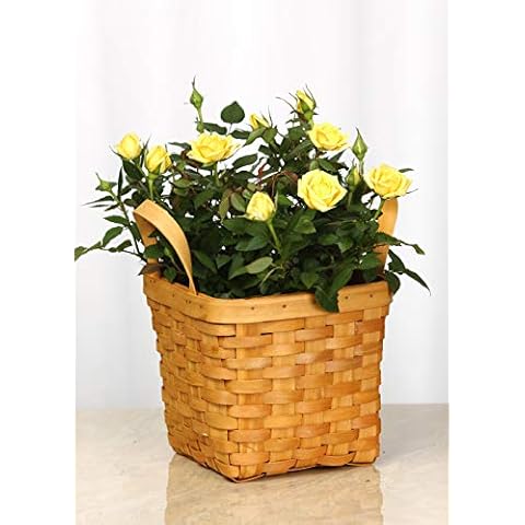 Gifts In Bloom Live Mini Yellow Rose Bush Wicker Gift Basket - 4 Inch Indoor Plant Cover