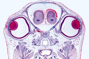 Image of 3B Scientific GmbH W13402 Series III. Organs of Sense English