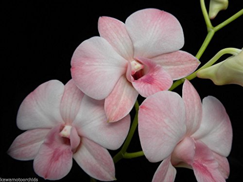 Dendrobium Haleahi Blush 'Lake View' New Blush Color! Very Nice! Easy to Grow! Orchid Plant Dendrobium Haleahi Blush 'Lake View' New Blush Color! Very Nice! Easy to Grow! Orchid Plant