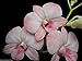 Dendrobium Haleahi Blush 'Lake View' NEW Blush Color! Very Nice! Easy to grow! Orchid Plant