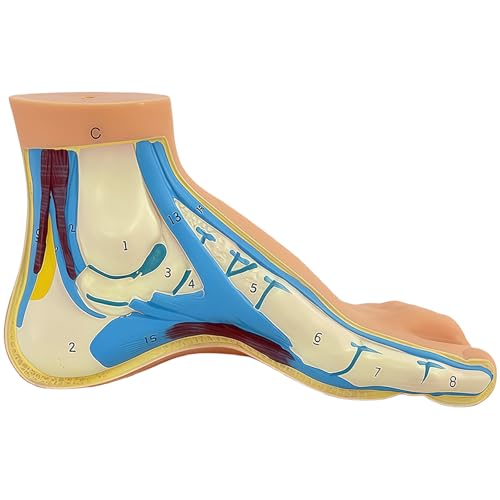 Image of Human Foot Anatomy Model with Numbered Structures, Life-Size Arched Foot for Education, Podiatry Study, and Patient Demonstration