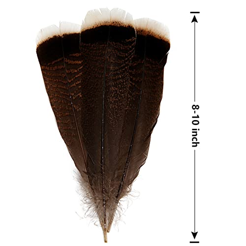 Tharaht 24Pcs Natural Wild Turkey Tails Feathers Quill Bulk 8-10Inch 20-25Cm For Diy Crafts Project Collection Wedding Decoration Wild Turkey Tails Feather #TOP1