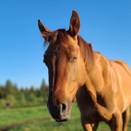 S5E1 The Little Things Podcast Por  arte de portada