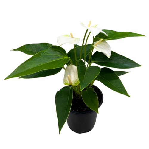 BubbleBlooms Anthurium White Flowering in a 4 inch Pot