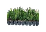 Foxtail Fern Myers | 3 Live Plants | Asparagus Densiflorus Myersii | Unique Tropical Landscape Groundcover