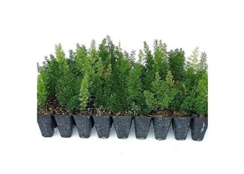 Foxtail Fern Myers 3 Live Plants