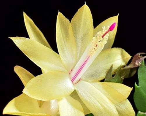 Limelight Dancer Christmas Cactus Plant - Zygocactus - 2 Pot