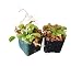 9GreenBox - Venus Flytrap - Fly Trap - (Dionaea Muscipula) Carnivorous Plant - 2 Pack