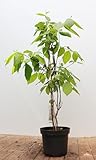 Calycanthus floridus 40–60 cm – Winterhart, Mehrjährig, Pflegeleicht – Gewürzstrauch – Zierstrauch für Garten & Beet