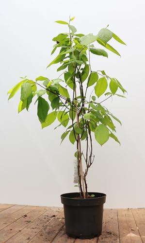 Calycanthus floridus 40–60 cm – Winterhart, Mehrjährig, Pflegeleicht – Gewürzstrauch – Zierstrauch für Garten & Beet
