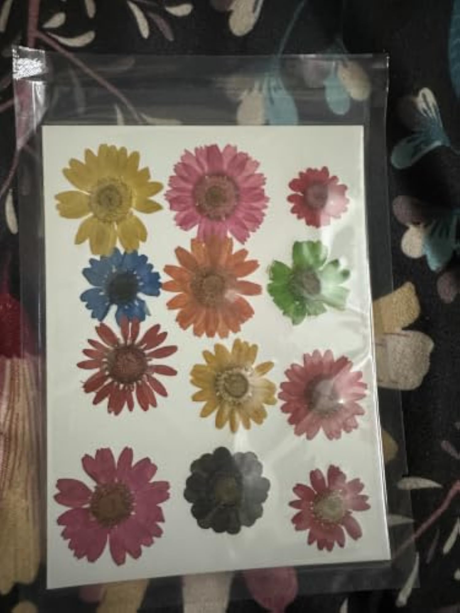 Dried Pressed Flowers Multicolour Daisy