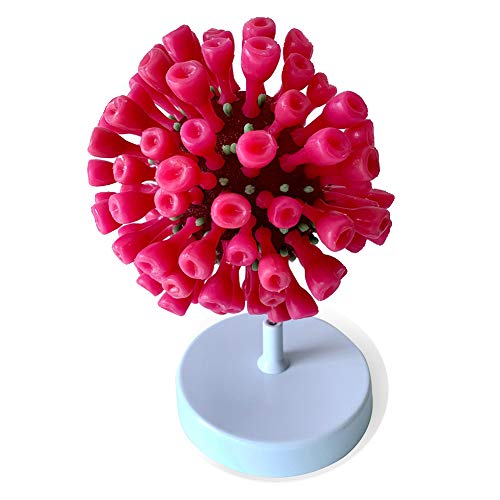 モデル新規コロナウイルス肺炎; 大きく拡大 (COVID-19)解剖学的モデル モデル新規コロナウイルス肺炎; 大きく拡大 (COVID-19)解剖学的モデル