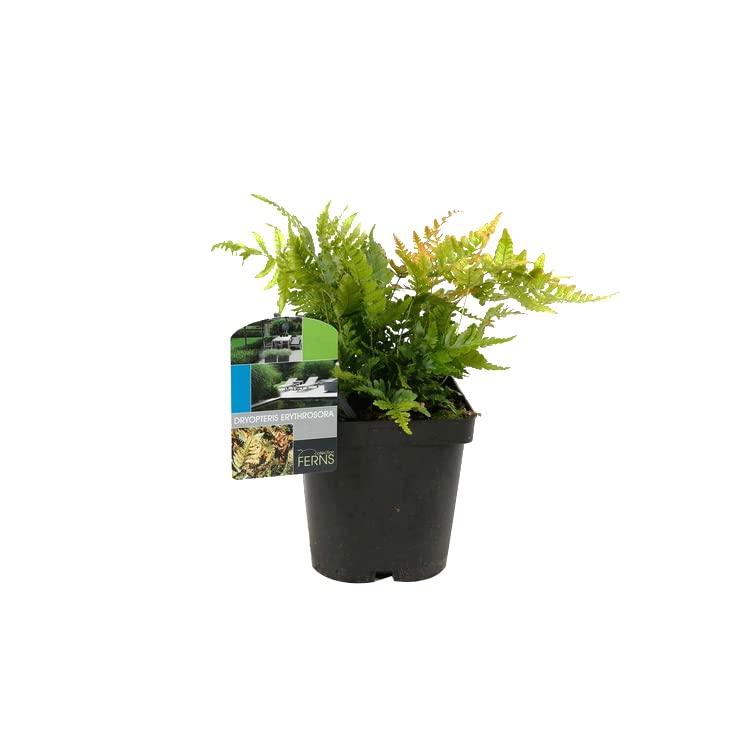 6x Rotschleierfarn - Dryopteris erythrosora - Topf 9x9cm - Zierfarn mit rötlichen Austrieben