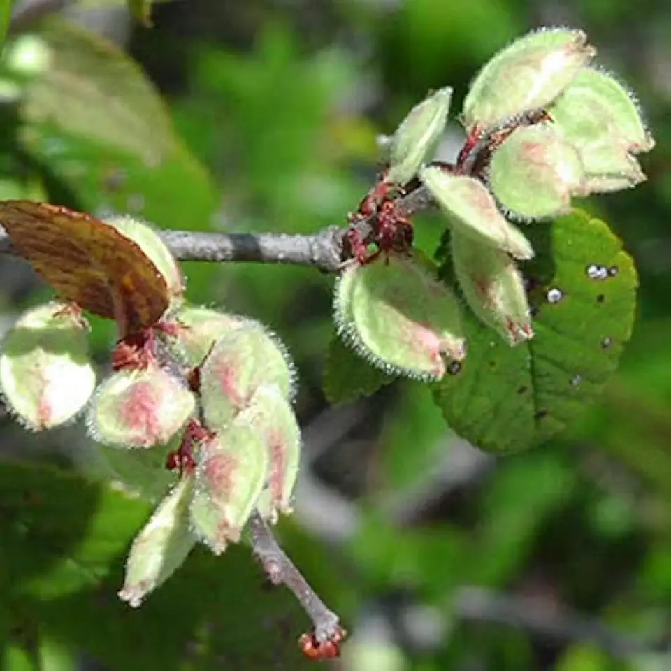 Cedar Elm Seeds — 1/2 oz (1,625 seeds)