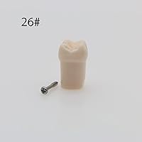 Vista 2 de Modelo de estudio de dientes de práctica de Typodont dental, modelo de estudio, dientes de repuesto individual, enseñanza de estudiantes