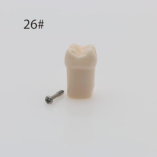 Miniatura 2 de Modelo de estudio de dientes de práctica de Typodont dental, modelo de estudio, dientes de repuesto individual, enseñanza de estudiantes,