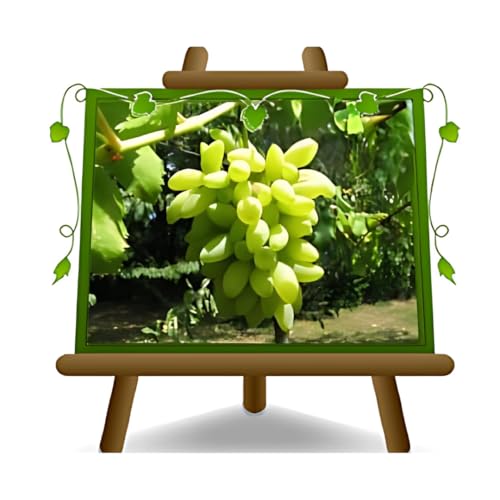 EURO PLANTS VIVAI Vigne Pizzutello blanc plante fruitière ancienne en pot 20 cm hauteur 150-170 cm - Âge 2 ans