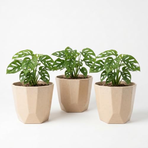 Image of YUCCABE ITALIA SHERA Hexa Flower Pot, Stone Beige, 8 Inch, 3 Pcs | Plastic, Drainage Holes, Round Planter, Indoor Outdoor, Kitchen Garden