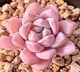 Riesige frische Sukkulentensamen, 100 Stück, 60 Stück, Rosa
