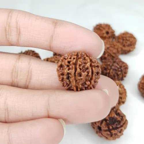Image of Vado Certified 6 Mukhi Nepali Rudraksha with Authentic Lab Certificate Natural Beads (6 Mukhi)