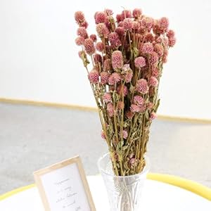 Dried Flower White Globe Amaranth Dry Flower Bundles 100% Naturally for Home Decor Party (Pink) Dried Flower White Globe Amaranth Dry Flower Bundles 100 Naturally for Home Decor Party Pink