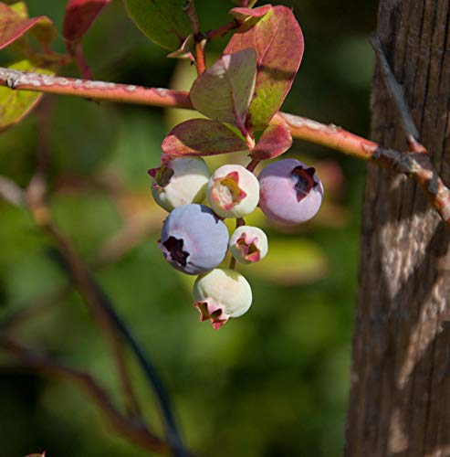 Heidelbeere Duke 100-125cm - Vaccinium corymbosum - lebende Gartenpflanze aus den Baumschulen