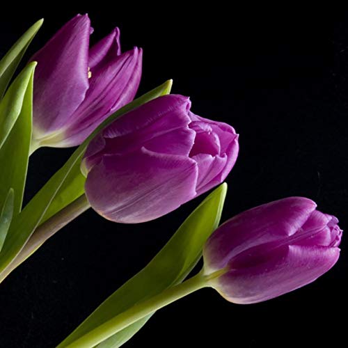Benoon Semillas De Tulipán, 50 Piezas/Bolsa Semillas De Tulipán Absorción De Agua Mini Semillas De Tulipán En Macetas Coloridas Para El Hogar Púrpura Semillas de tulipán