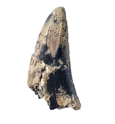afrovenator abakensis Dinosaurier Fossil (Fossilien) DIT58