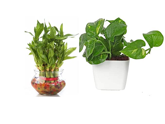 Flora solutions Two Layer Lucky Bamboo money plant combo (B0C1STF97C) Amazon Price History, Amazon Price Tracker