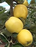 5 Golden Delicious Apple Seeds for Planting Fruit Seeds Outdoors Perennial