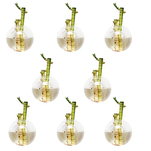 Macetas, Kitchen Imagen adicional