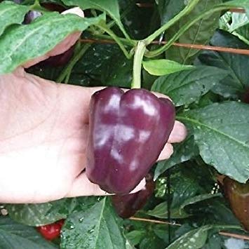 Pacchetto semi: Pepper Viola Mini Bell (Inky dolce Petite Ibrida) 30 semi da giardino Semi