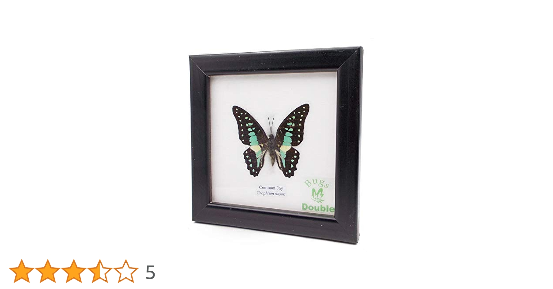 ミカドウスバシロチョウ　青紋8個　特大 ミカドウスバシロチョウ 青紋8個 特大 ミカドウスバシロチョウ