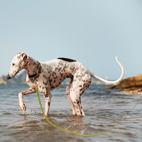 Wisedog Schleppleine für Hunde,Robuste, Wasserabweisende Lange Hundeleine Übungsleine für Hunde Grün 3m