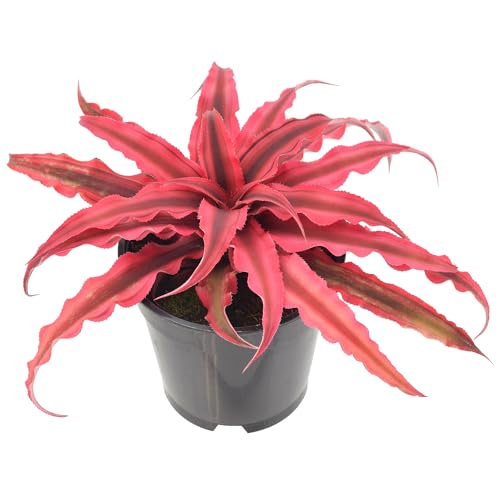 Cryptanthus Super Pink Earth Star Live Indoor Plant in 4