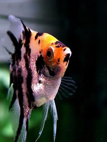 S&C AQUATICS MINI Beefheart & Soft BIT Mix,Beef Heart,Discus Food,Angel Fish Food,Cichlids (16oz - 1 LB.) A8 - 5